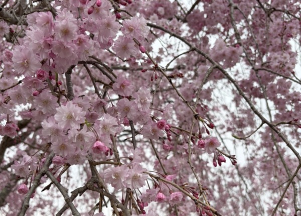 【レポート】第６回　春の日帰りバスツアーin岡山